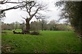 SO6873 : A battered oak by Richard Webb