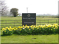 A splash of Daffs in the driveway