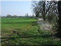 Farmland and hedgerow