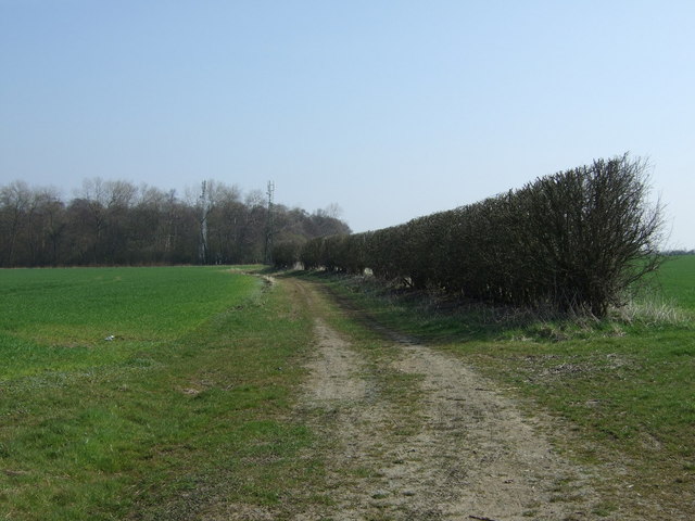 Farm track and hedgerow