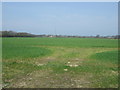 Crop field north of Limestone Lane