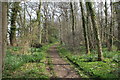 Woodland Path at St Mary