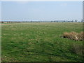 Grazing near Milbourne Lodge