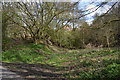 Audley: part of old quarry off Grassy Green Lane