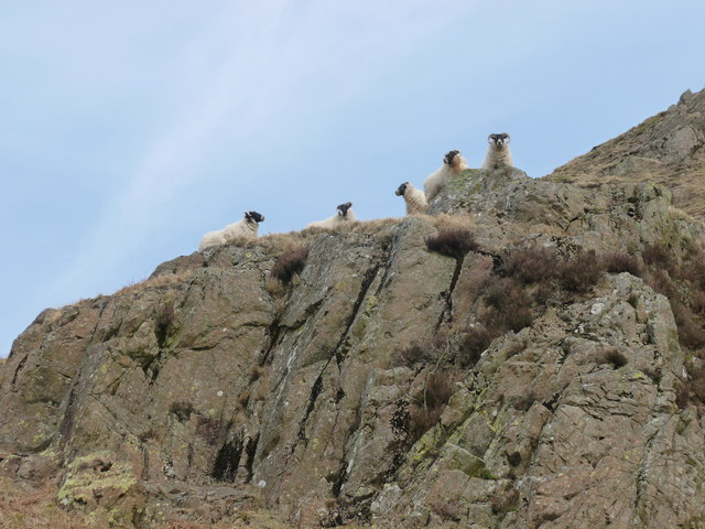 Five sheep on an outcrop, Hallscaur Craig