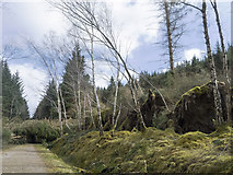 NH4857 : Storm-felled trees beside the Blackmuir Wood forestry road by Julian Paren