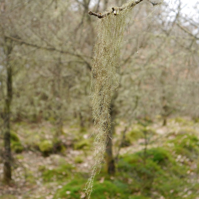 Hanging Lichen Kielder Forest © Rich Tea Geograph Britain And Ireland