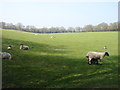 Farmland near Little Hundridge Farm