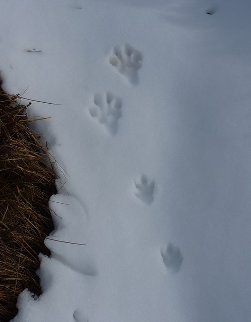 The tracks of a Mountain Hare © Richard Law cc-by-sa/2.0 :: Geograph ...