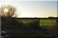 Sedgemoor : Grassy Field