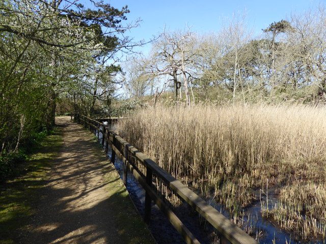 Path through reedbed and woodland, Abbotsbury Swannery