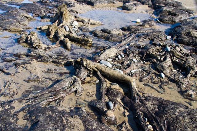Tangled roots on the sunken forest, Borth