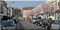 Blossom on Sterne Street