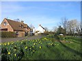 Daffodils at Little London