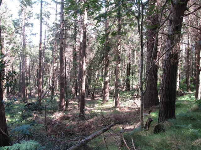 Tree debris on the floor of the Donard Forest
