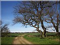 SE3953 : Bridleway to Little Ribston by Derek Harper