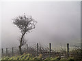 C0135 : Tree near Dunfanaghy by Mr Don't Waste Money Buying Geograph Images On eBay