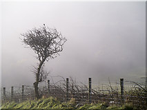 C0135 : Tree near Dunfanaghy by Rossographer