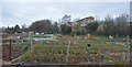 Allotments by the railway line