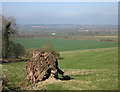 View from a stump