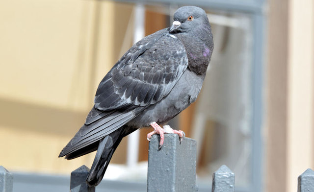 Feral pigeon, Belfast - (April 2015)