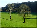 Trees in pasture, Bolton