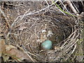 SJ2337 : Nest on the bank by Jeremy Bolwell