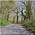 A riot of branches, Faccombe, Hampshire