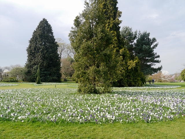 Crocuses On The Lawn Rhs Garden At © David Dixon Geograph