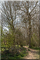 TL1611 : Langley Wood, Heartwood Forest, Sandridge, Hertfordshire by Christine Matthews