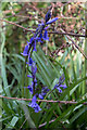 TL1611 : English Bluebells, Pudlers Wood, Heartwood Forest, Sandridge, Hertfordshire by Christine Matthews