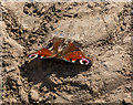 TL1511 : Peacock Butterfly, Heartwood Forest, Sandridge, Hertfordshire by Christine Matthews