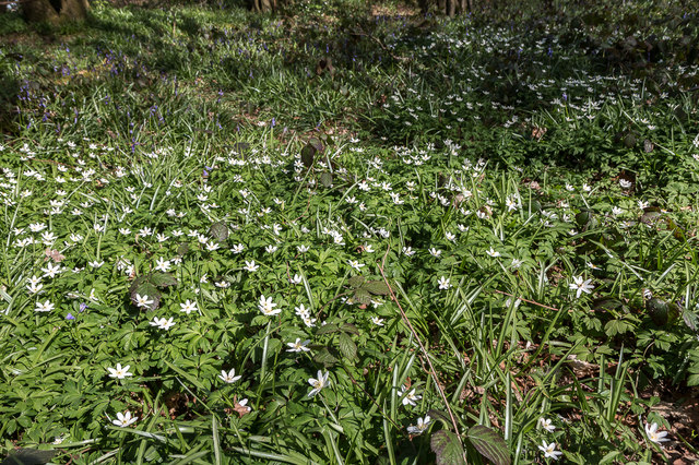 Heartwood Forest, St. Albans - area information, map, walks and more