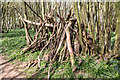 Den, Heartwood Forest, Sandridge, Hertfordshire