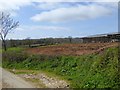 Orchard at the southern end of Sutton Barton