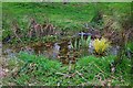 Small pond in Woodland Garden, Springfield Park, Kidderminster