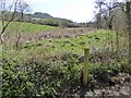 Moisture-loving plants and reeds by the Offwell Brook