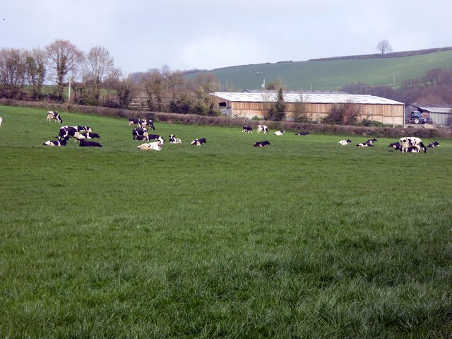 A field of cows beside the River Coly