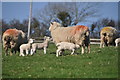 West Somerset : Grassy Field & Sheep