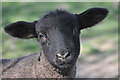 SS9038 : West Somerset : A Lamb by Lewis Clarke