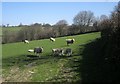 Sheep near Langford Farm