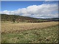 Field of stubble