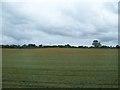 Cropland on the western fringes of Clough