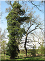 Ivy-clad tree, Barnham