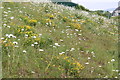 Wild flowers at Glasgow Museums Resource Centre