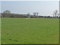 Sheep pasture, west of Woodbine Farm