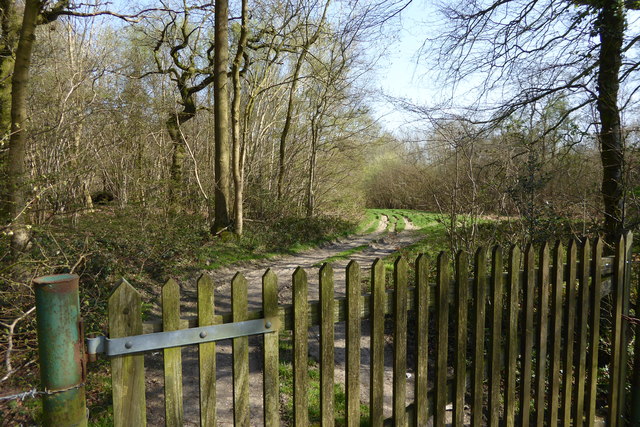 Track in Coombe Wood