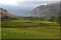 NY3106 : Sheep grazing in Great Langdale by David Martin