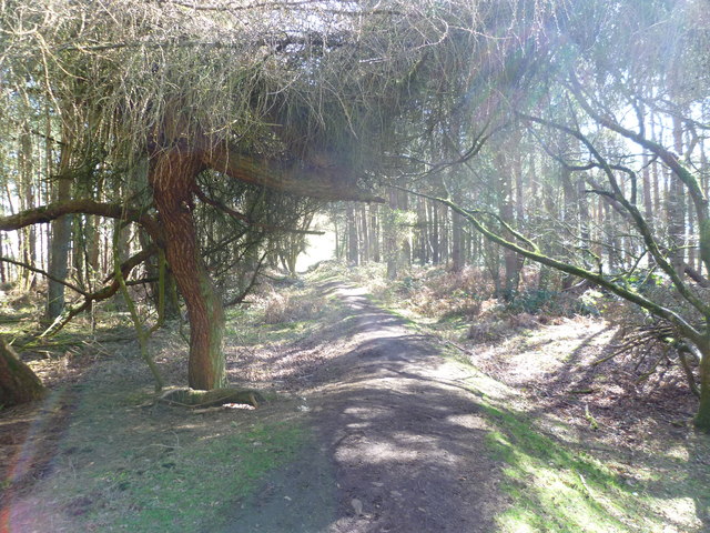 Path in woodland on Pontesford Hill looking towards Earls Hill