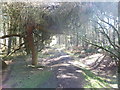 Path in woodland on Pontesford Hill looking towards Earls Hill